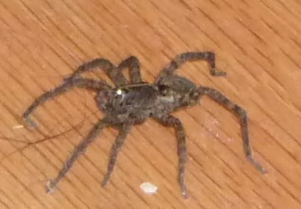 Fred: Before and After