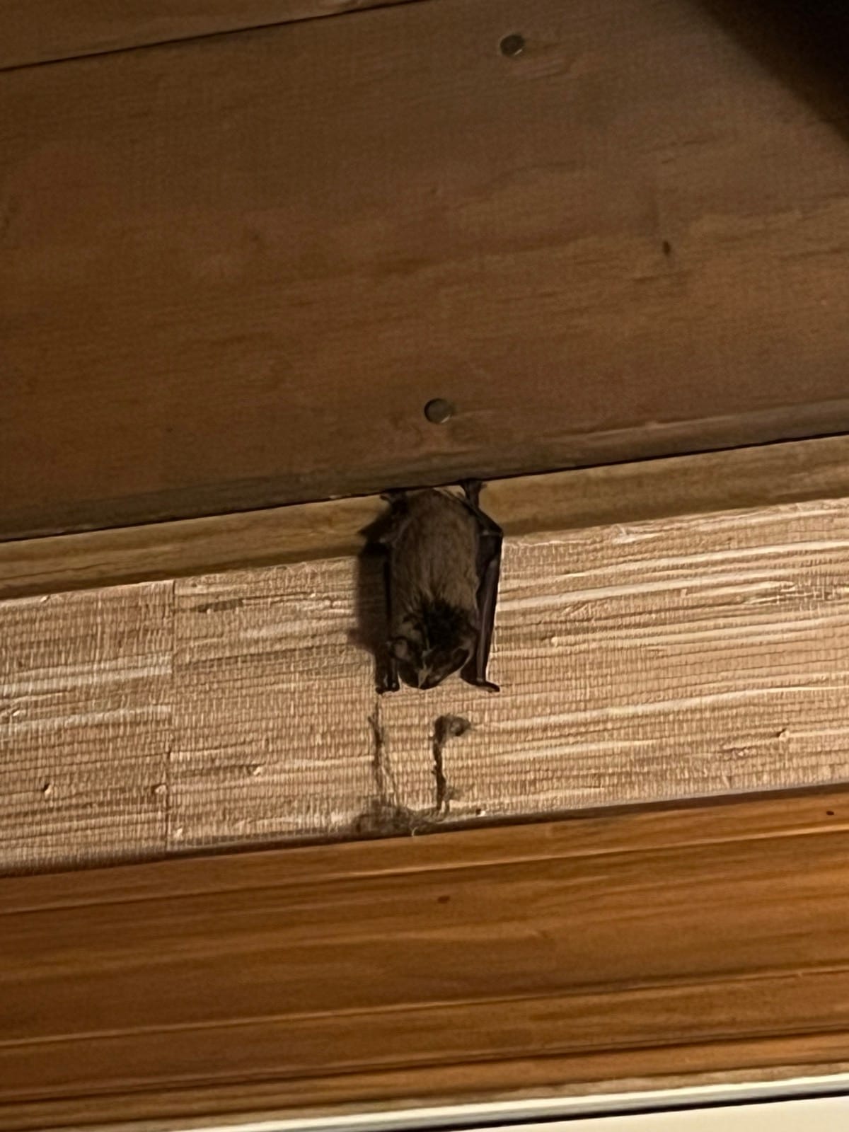 Bat House