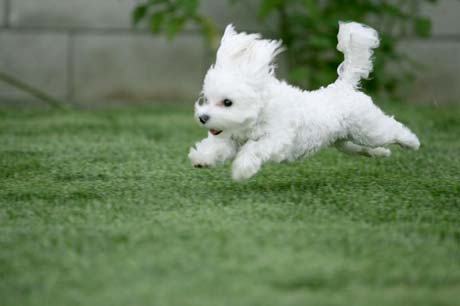 The Call Into the Wild: The Story of a Retarded Dog