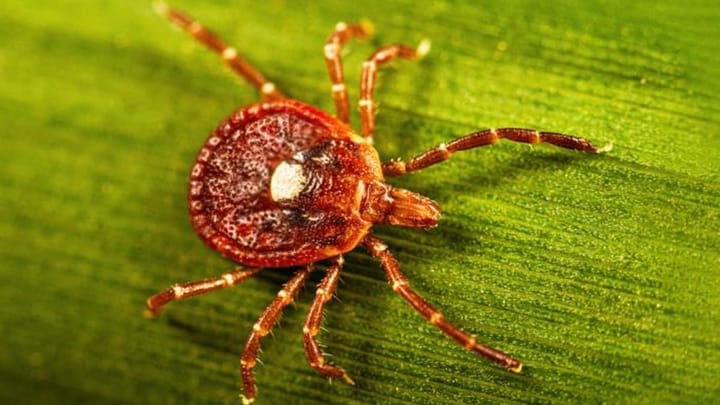 Red Meat Allergy from Tick Bites (it's not all bad news)